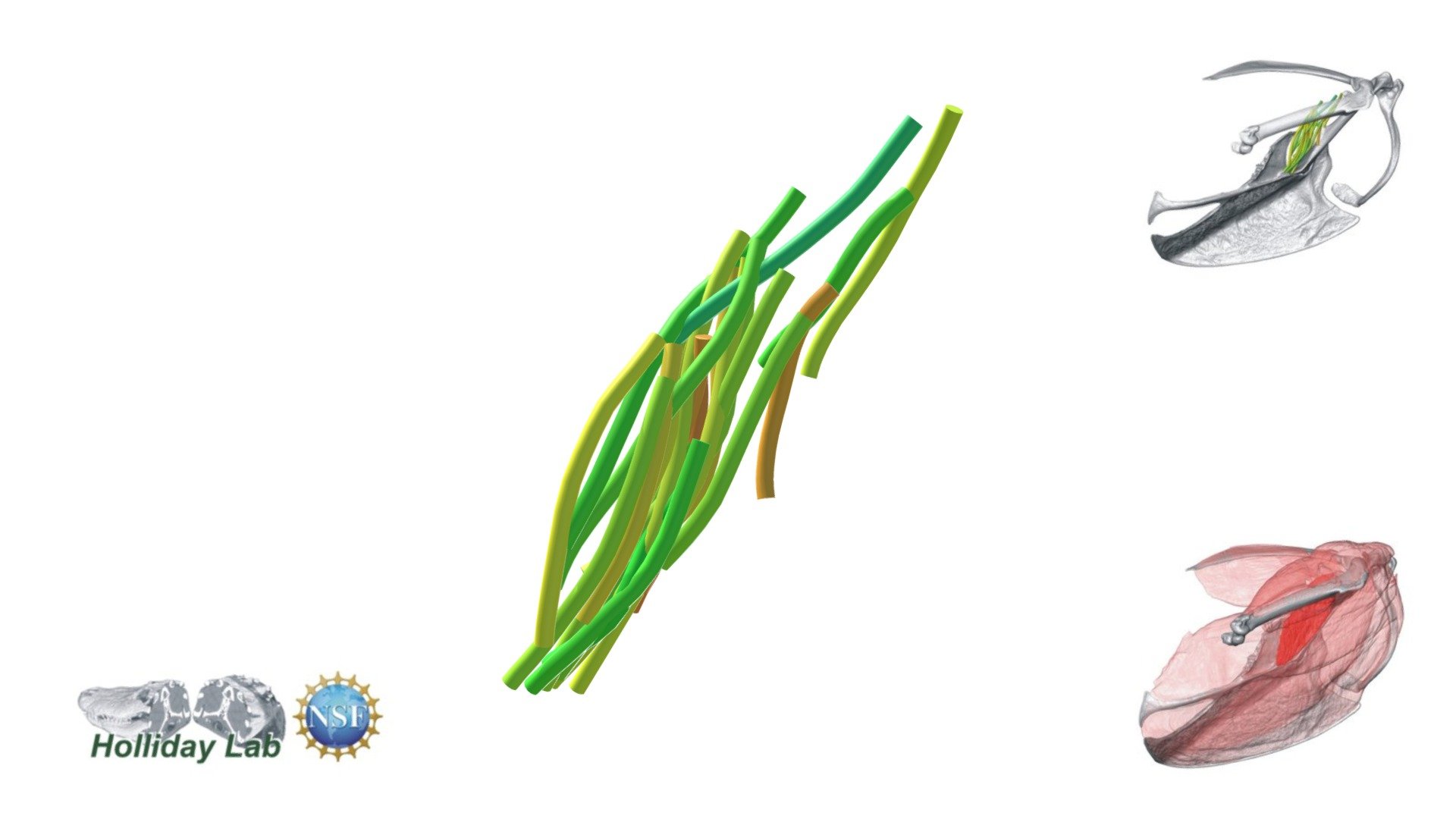 Figure 9. Starling coracobrachialis caudalis