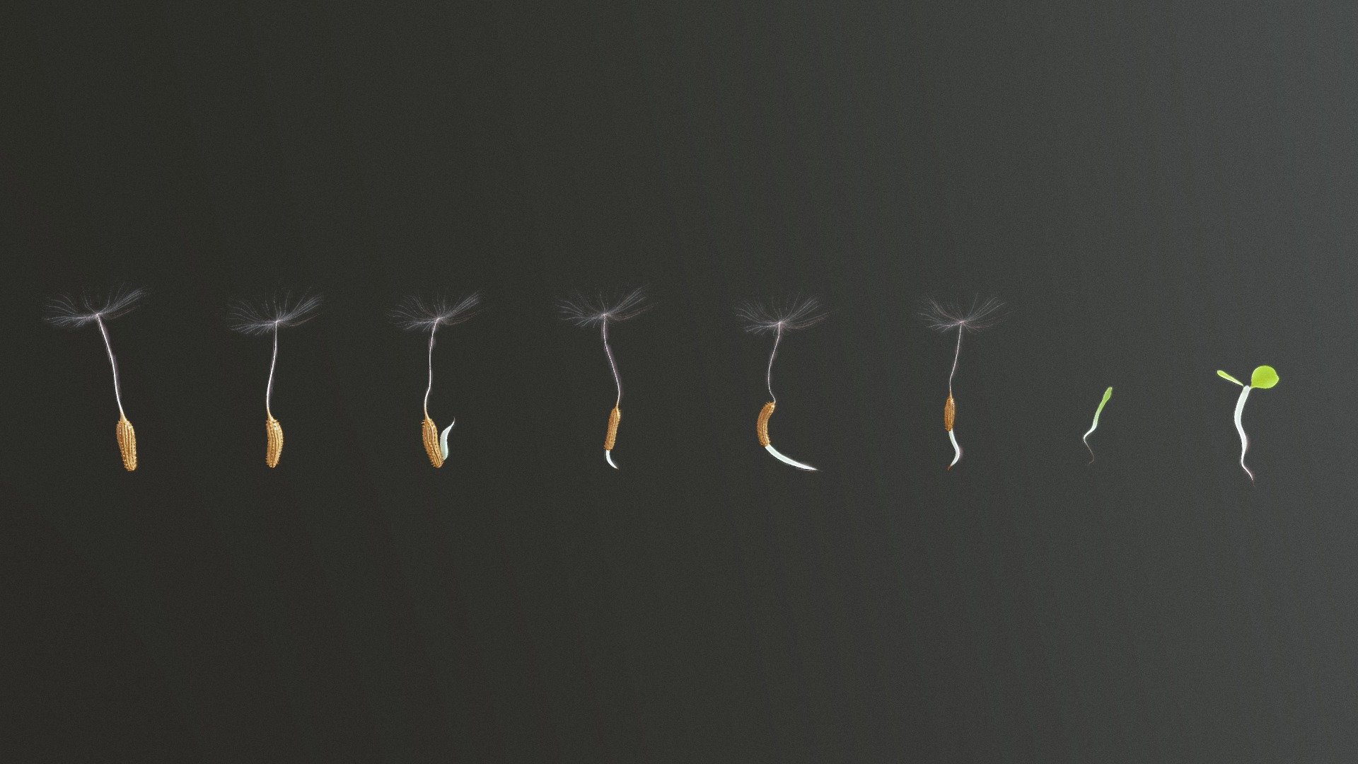 Process of Dandelion Germination - Buy Royalty Free 3D model by Nima ...