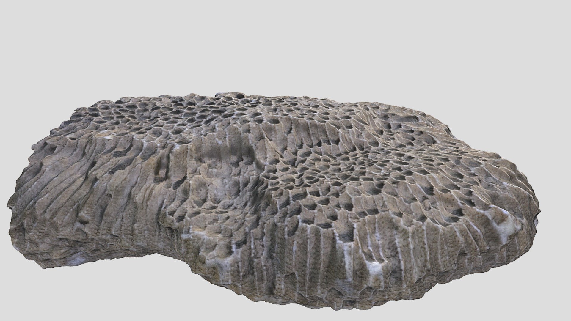 Unknown Fossil