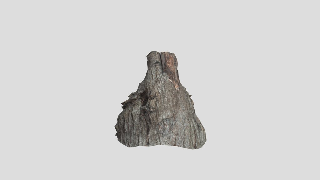 Acer Tataricum Burl