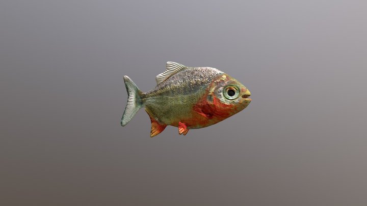 Piranha 3D Model