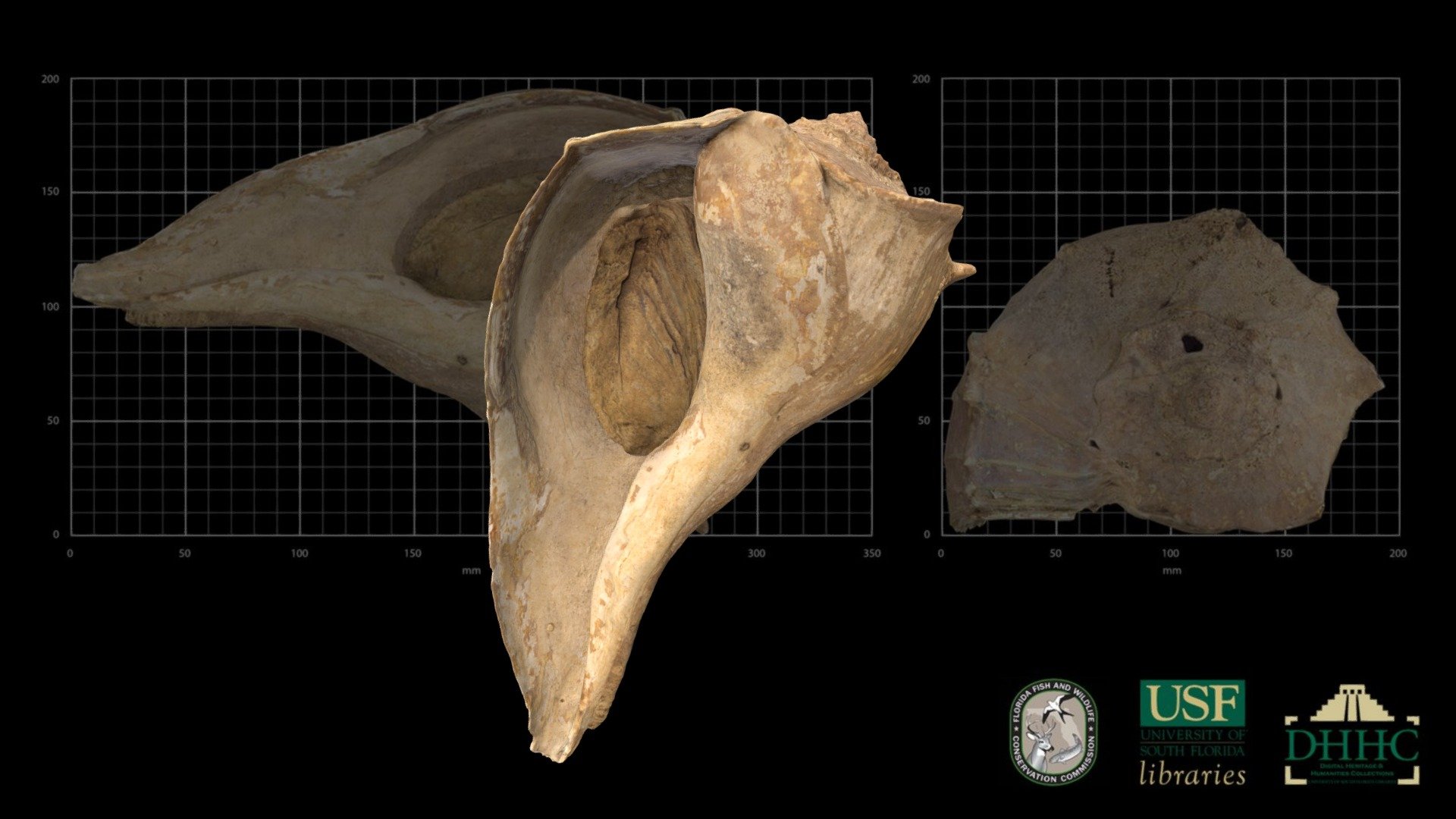 Busycon sinistrum (Lightning whelk)