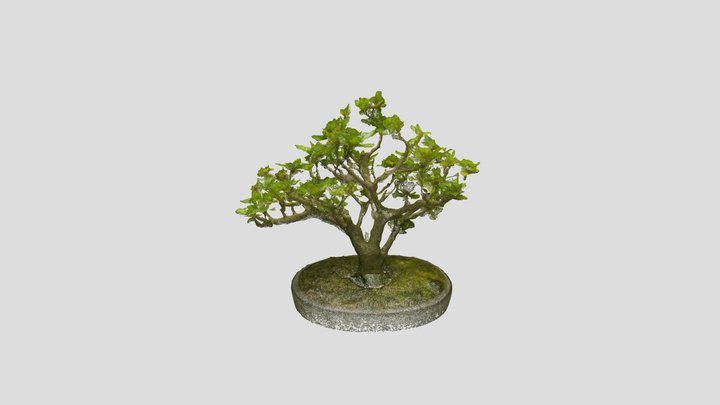 Bonsai_ Tree_11 – Free 3D Model STL