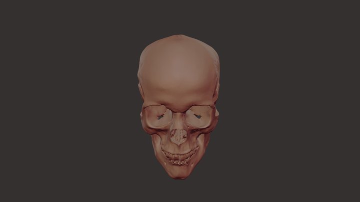 Referência 03 - Crânio Feminino 3D Model