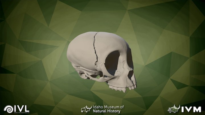 IMNH R-218 Old World Monkey Cranium