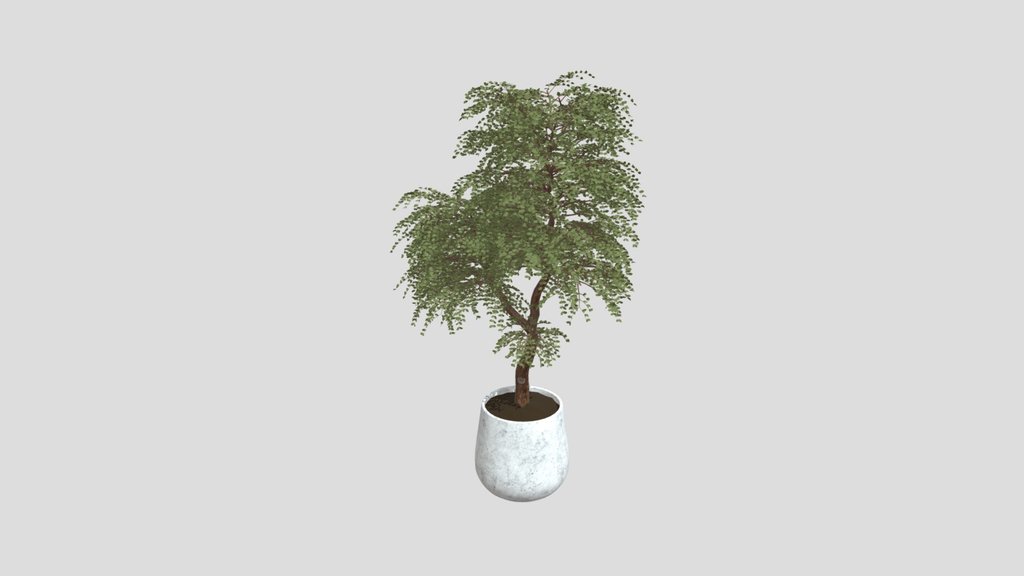 Maidenhair