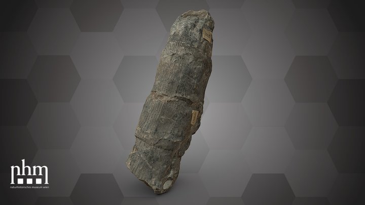 Calamites communis (NHMW-GEO-2024/0188/10967) – Free 3D Model STL