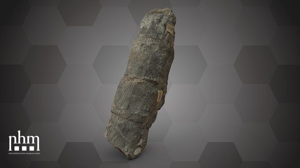 Calamites communis (NHMW-GEO-2024/0188/10967)