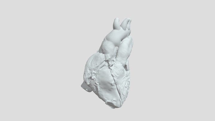 Heart Half2 3D Model