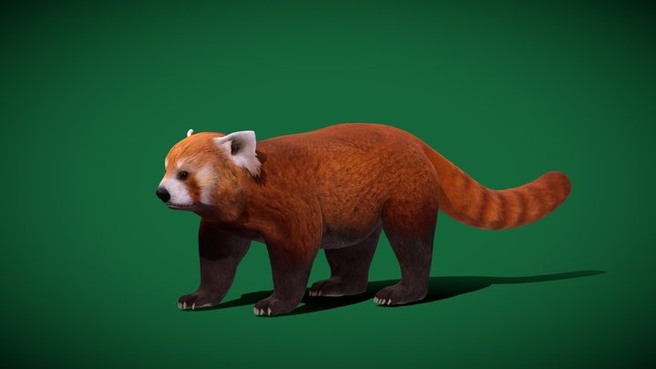 Red Panda Mammal (Endangered) 3D Model