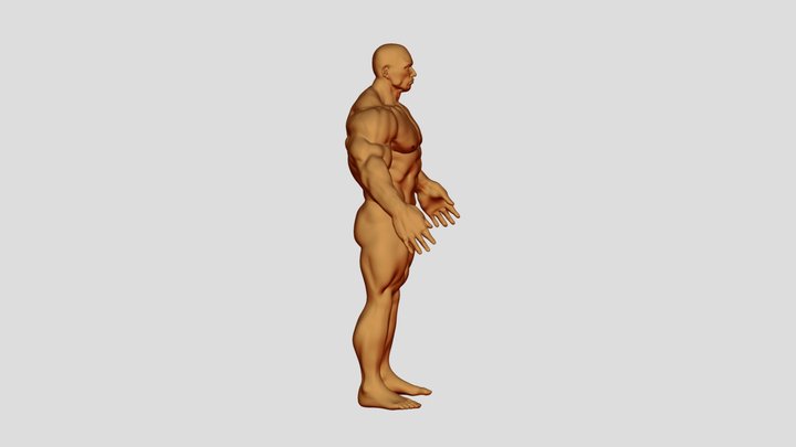 bodybuilder base mesh 3D Model