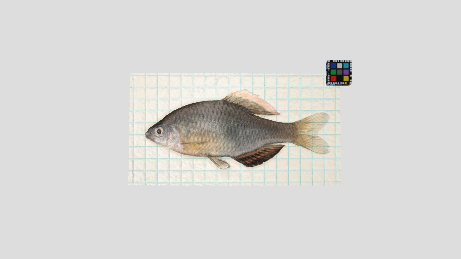 アブラボテ Japanes oily bitterling, Tanakia limbata Download Free 3D model