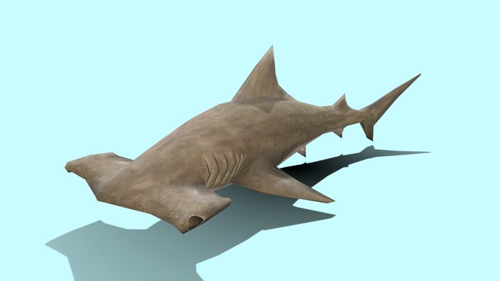 Great Hammer Head Shark 3D Model