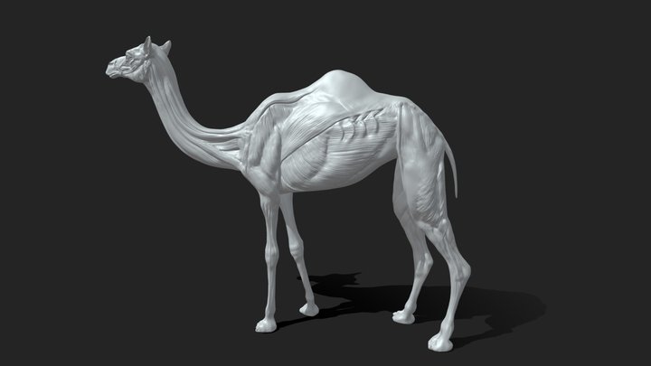 SA Anatomy (@saanatomy) - Sketchfab