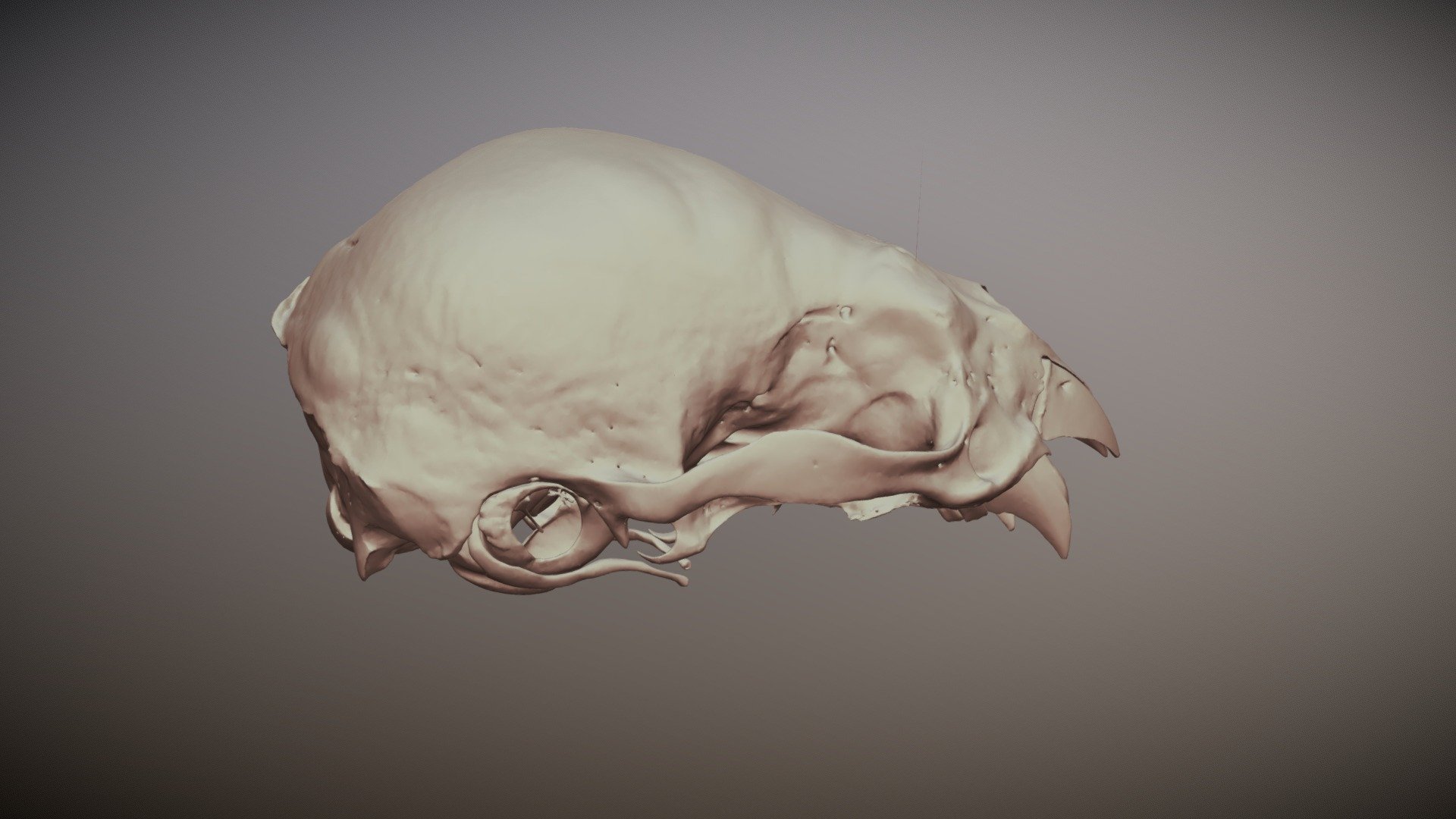 Desmodus rotundus UF9818