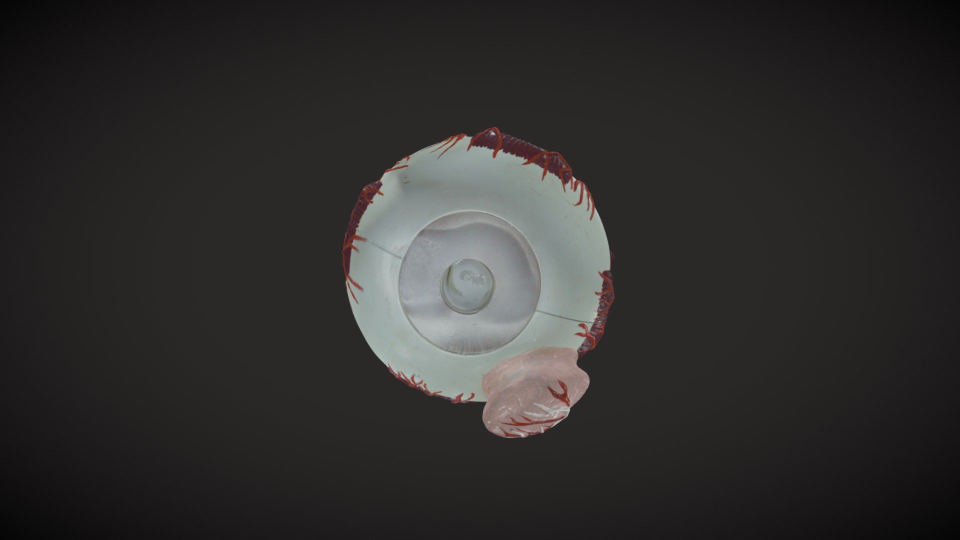 Eye Muscles - 3D model by OrJames Labs (@orjameslabs) [65720e3] - Sketchfab