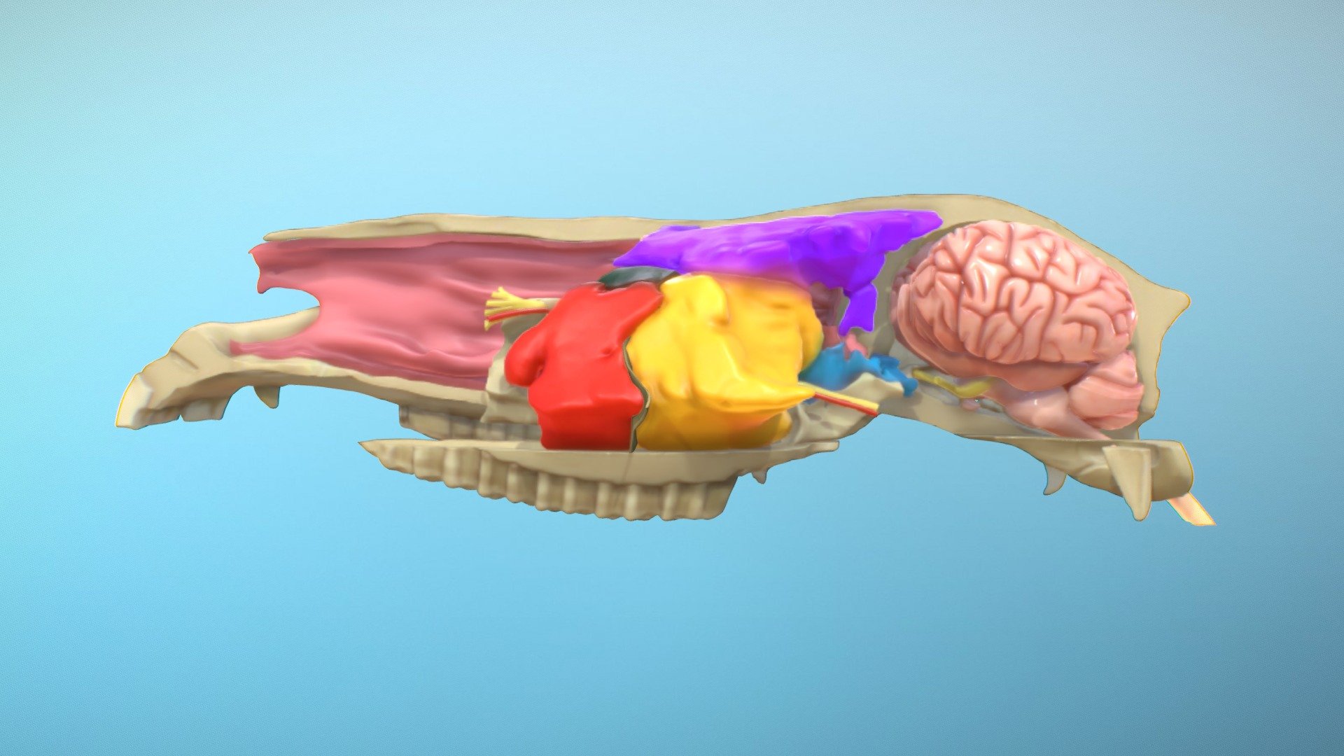 Equine Head Cross-section