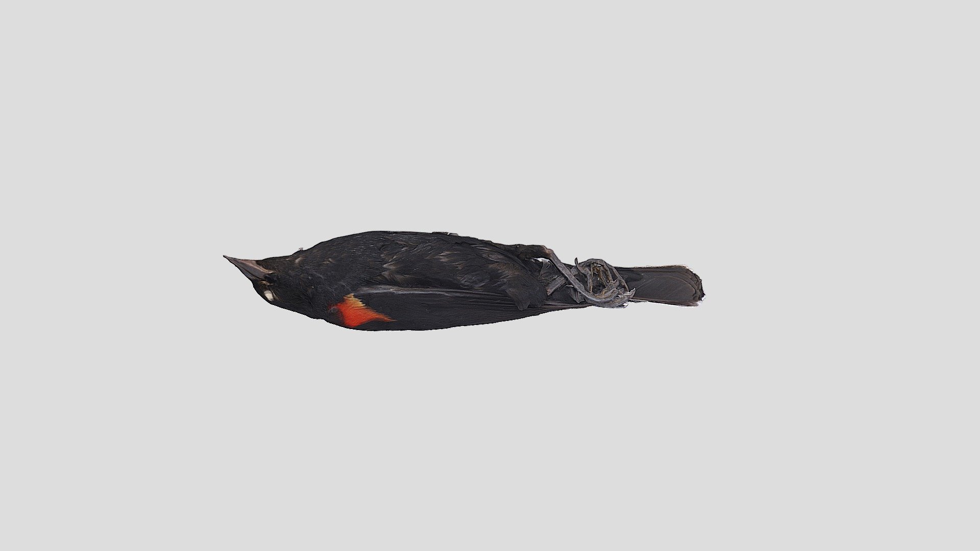Red-winged blackbird