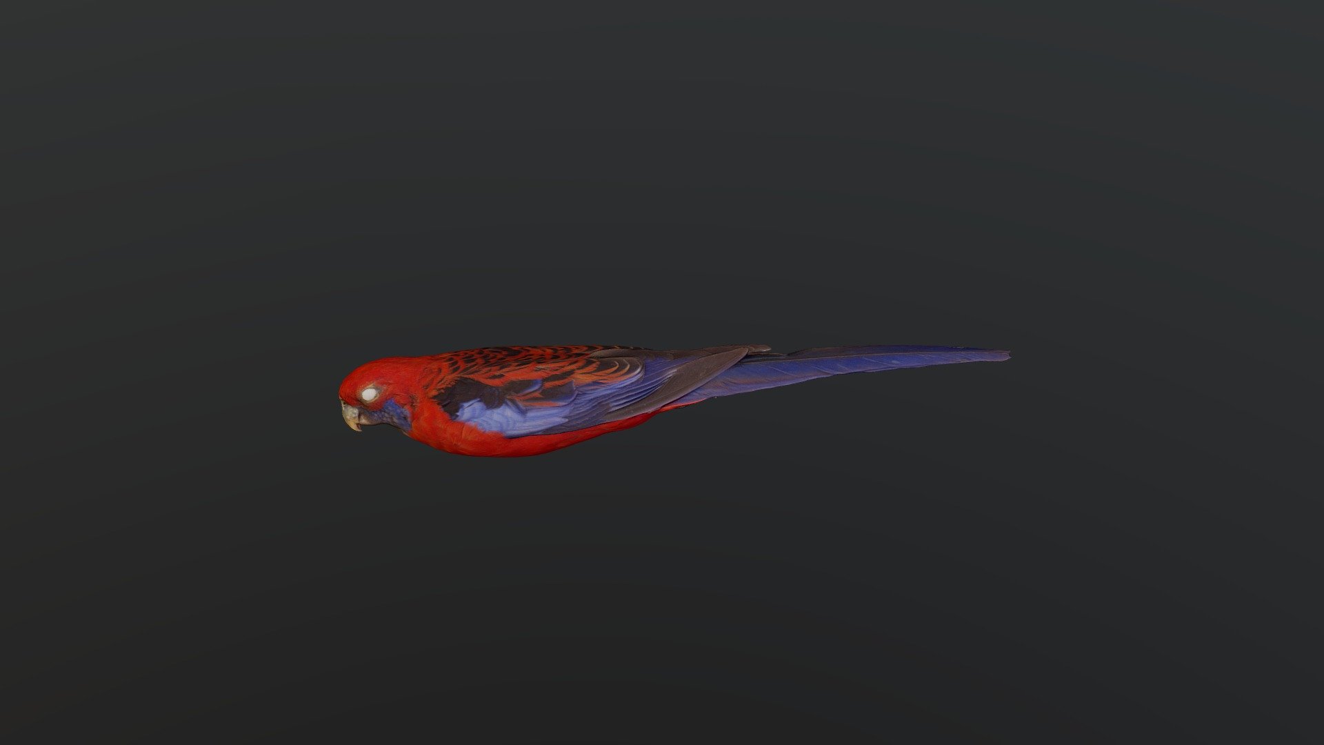 Crimson Rosella - Platycercus elegans