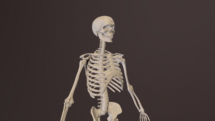 Human Skeleton Highresolution model 3D Model