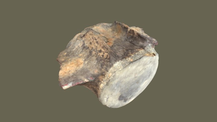 Fosil Fragmen Tulang Belakang Paus 3D Model