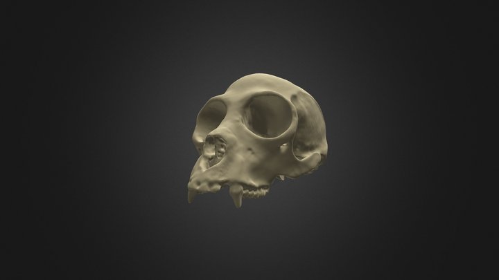 Black Spider Monkey Cranium 3D Model