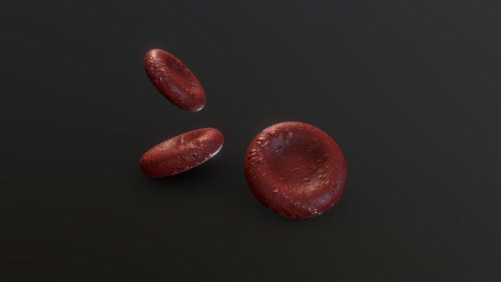 Red Blood Cells (Erythrocytes) 3D Model