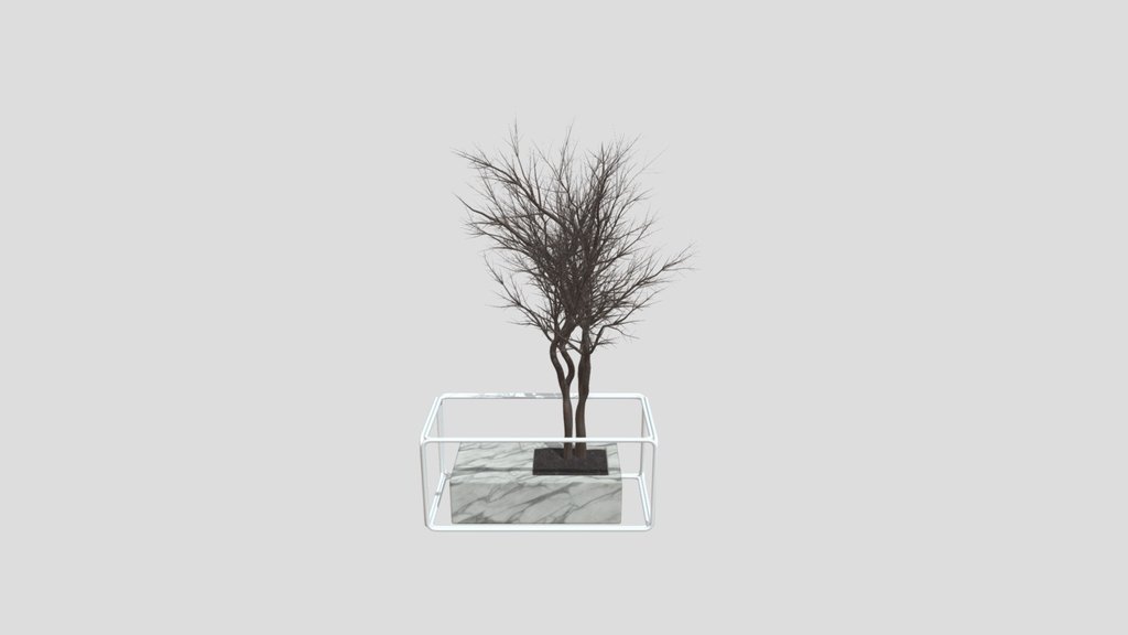 Sj Weeping Fig Flowerbox Set 01