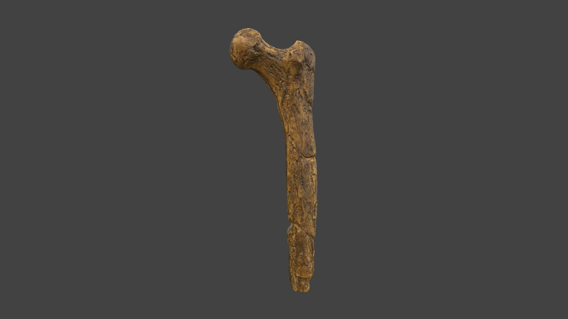 Lucy Femur with Texture - 3D model by Wellesley College ...