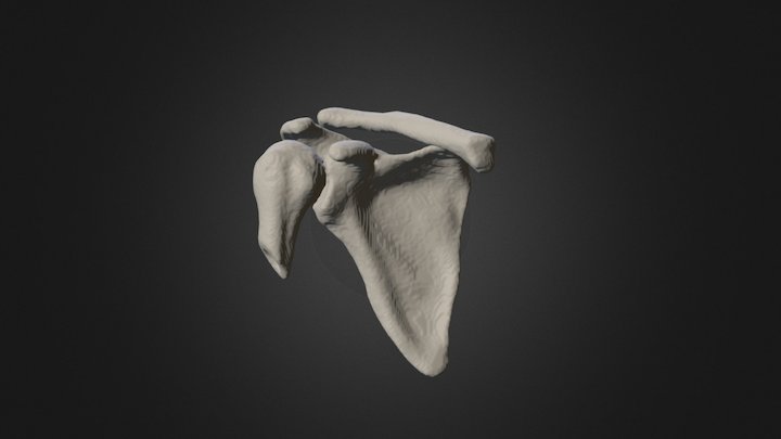 Hombro / Clavicula 3D Model