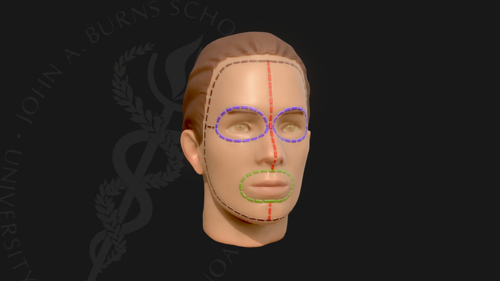Superficial Face Dissection