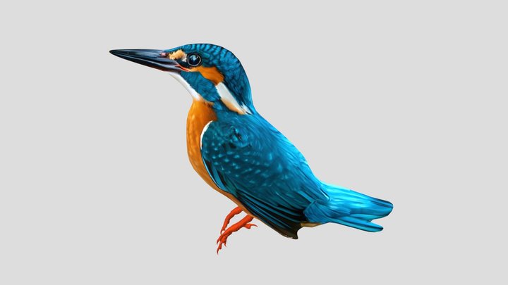 RAJA UDANG EURASIA (COMMON KINGFISHER) 3D Model