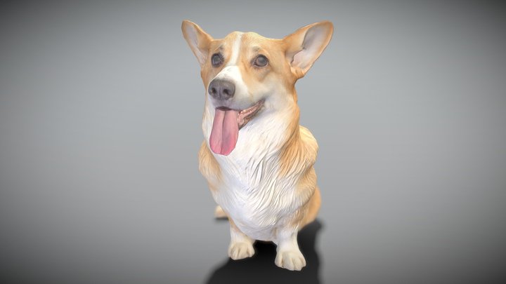 Corgi dog sitting 02 3D Model