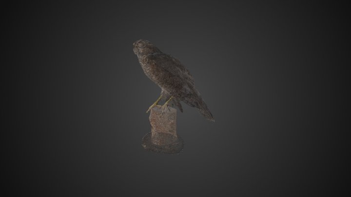 Sparrowhawk 3D Model