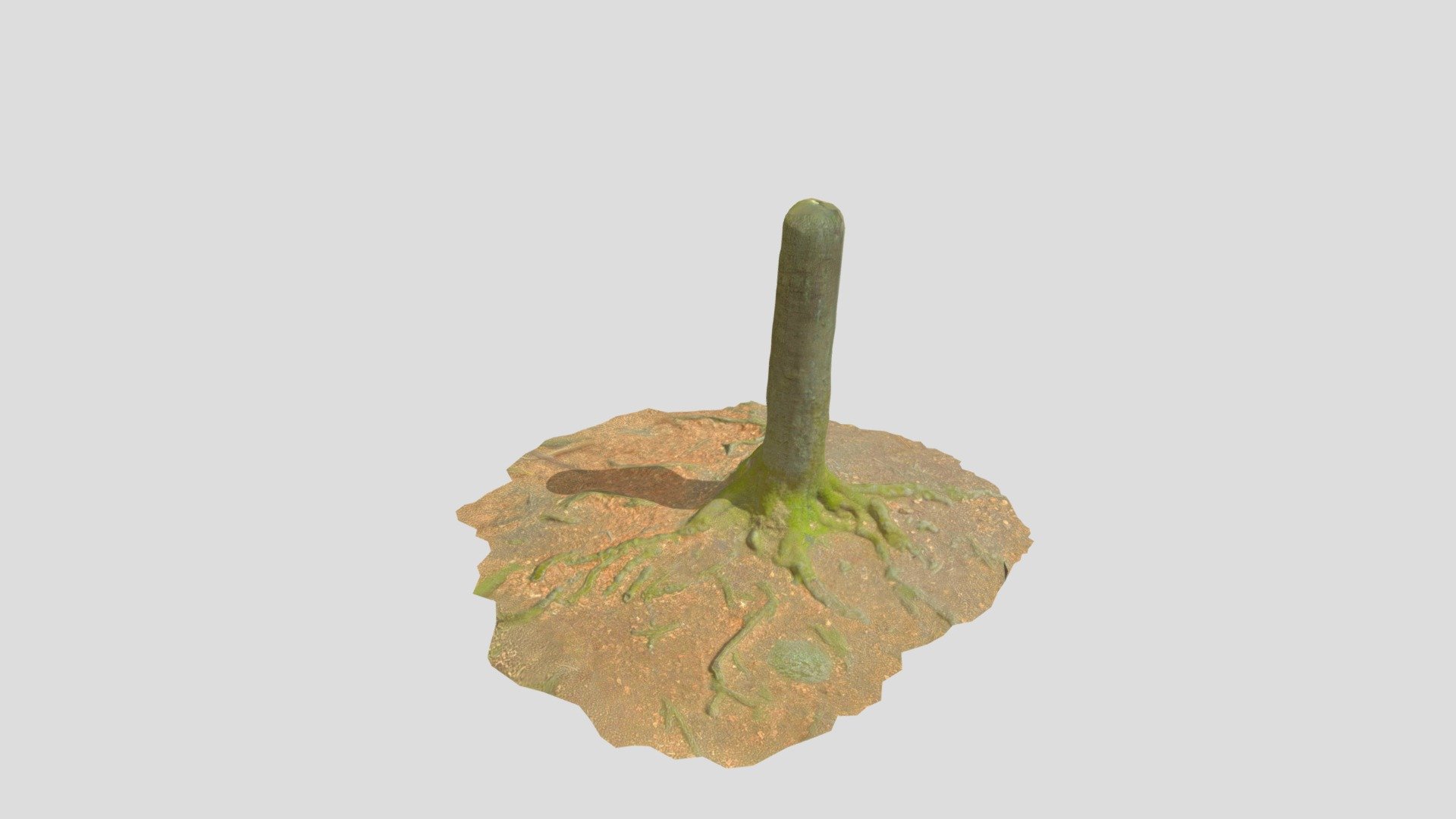Beech Tree Trunk Roots Processed Scans Forest - Buy Royalty Free 3D ...