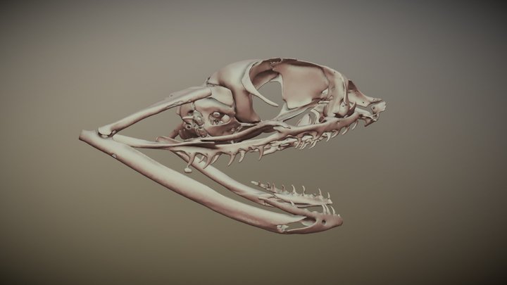 gaboon viper skull