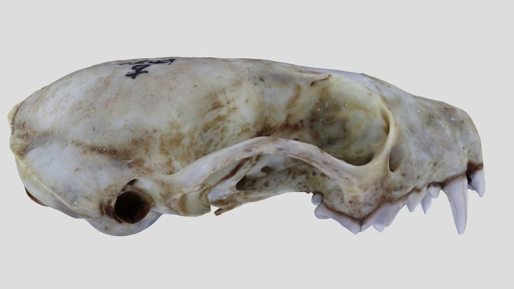 UWYMV:Mamm:6549, Spilogale gracilis, Crania – Gratis 3D-model STL