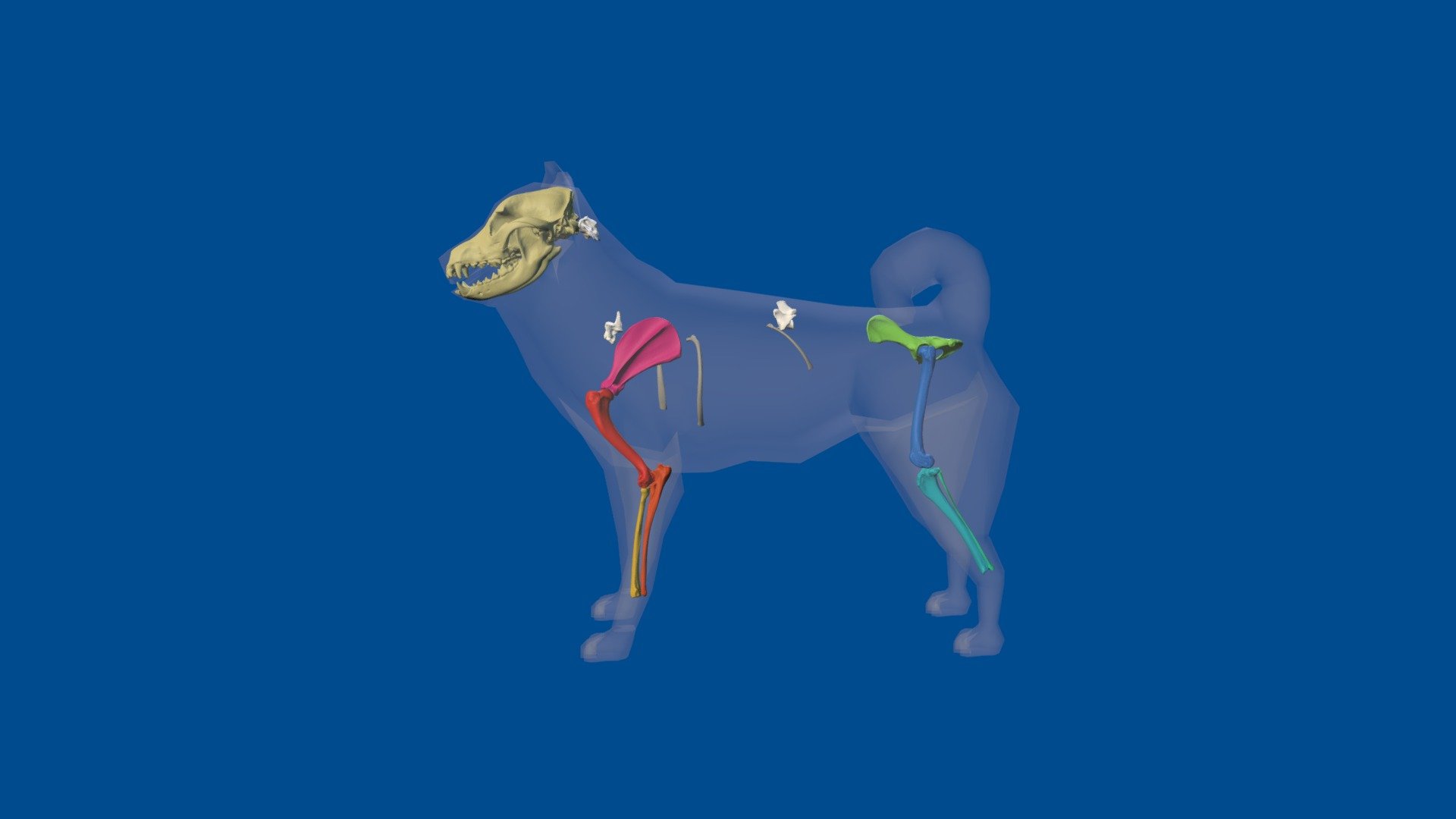 3D Dog Bone Project: Partial Dog Skeleton