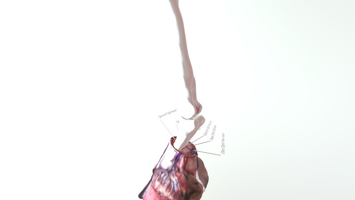 kaki_kuda 3D Model