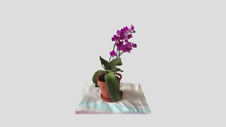Orchid 1 3D Model