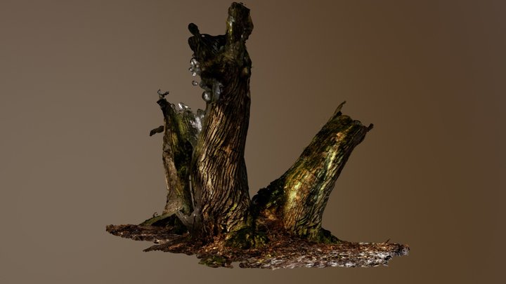 Lower part of tree (Kampinoska forest) 3D Model