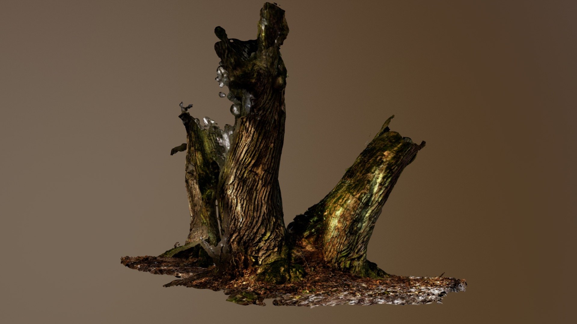 Lower part of tree (Kampinoska forest)