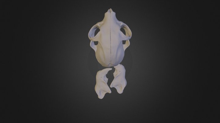 USNM199694 Cranium Mandible -500 3D Model
