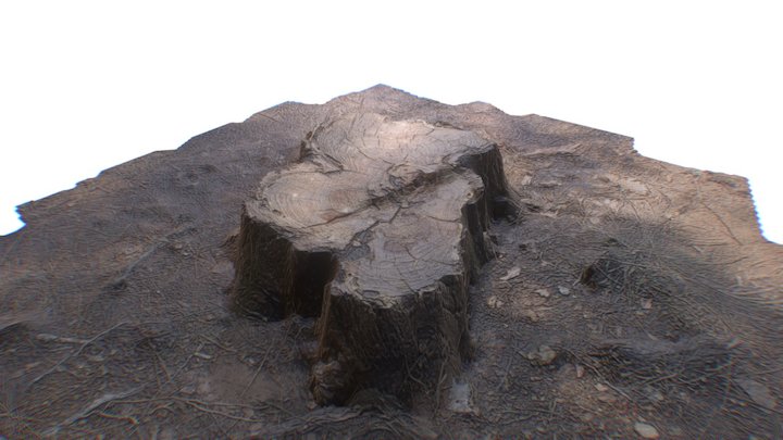 Ground Tree Stump 3D Model
