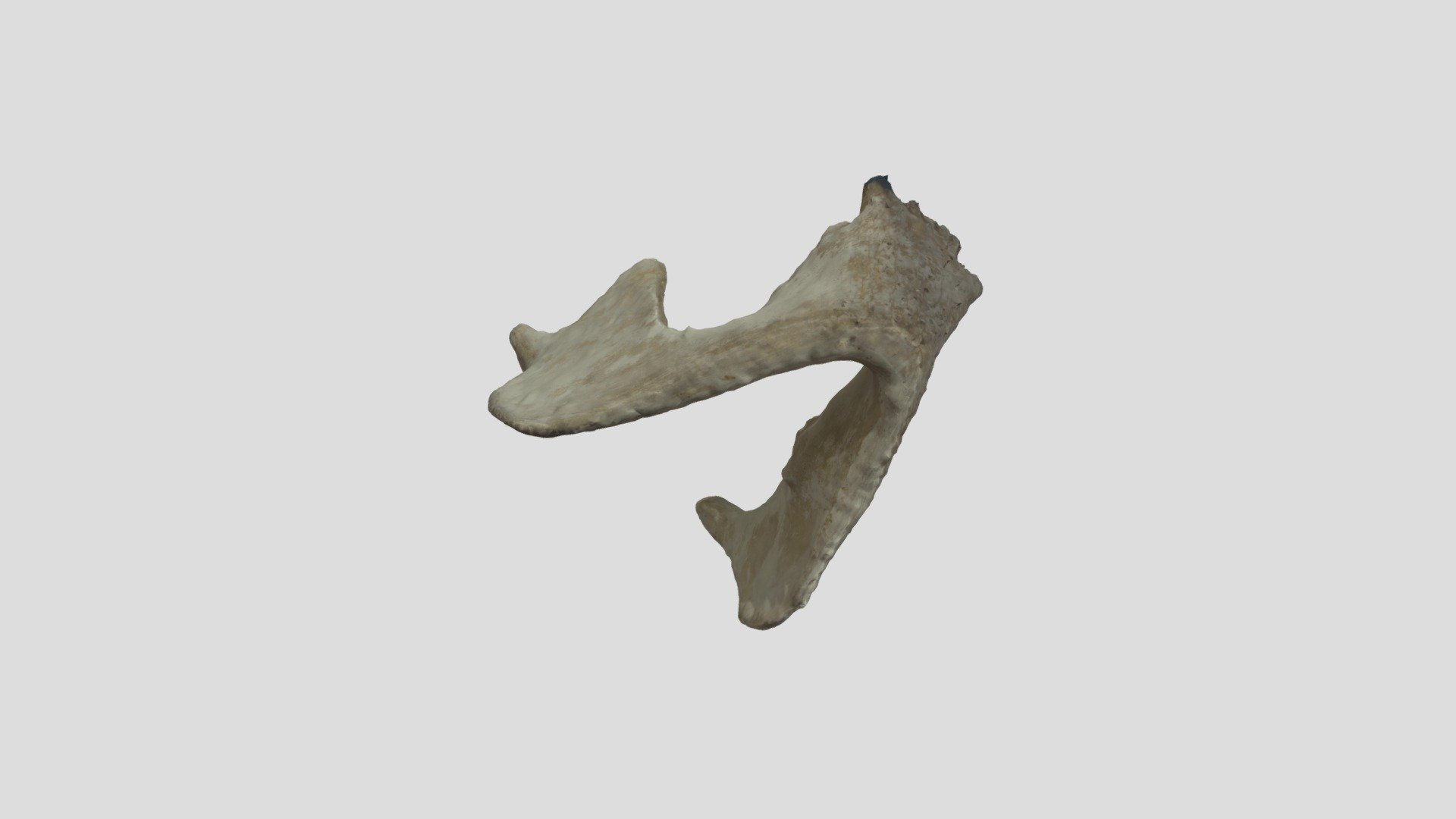Gorilla Mandible - 3D Scan