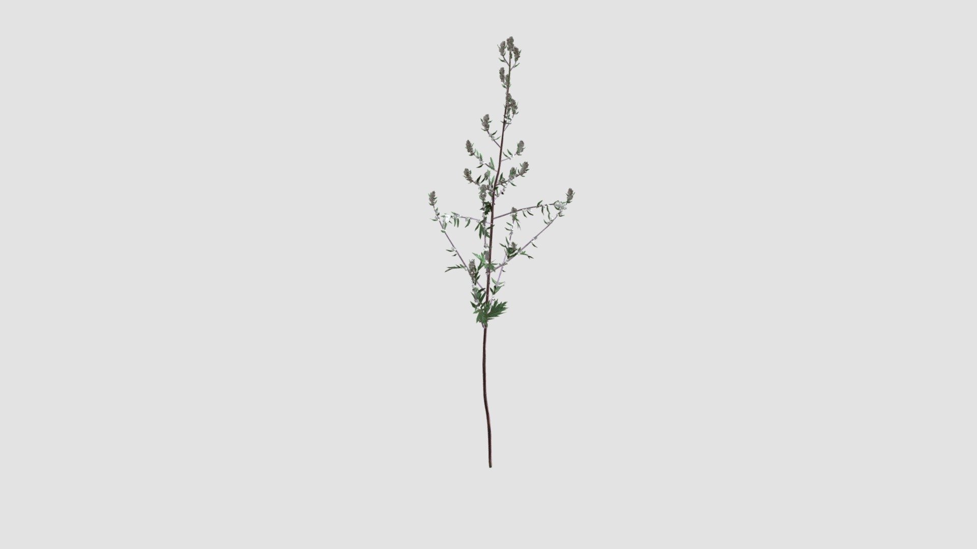 Artemisia Vulgaris - Buy Royalty Free 3D model by Evermotion [65b7baf ...