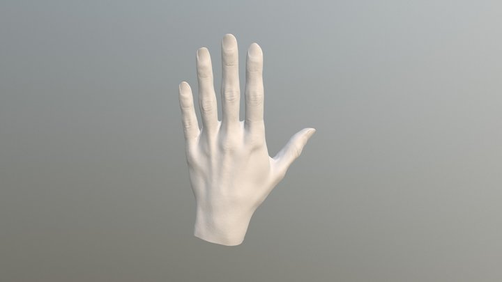 Original 3D Scan of Hand 3D Model