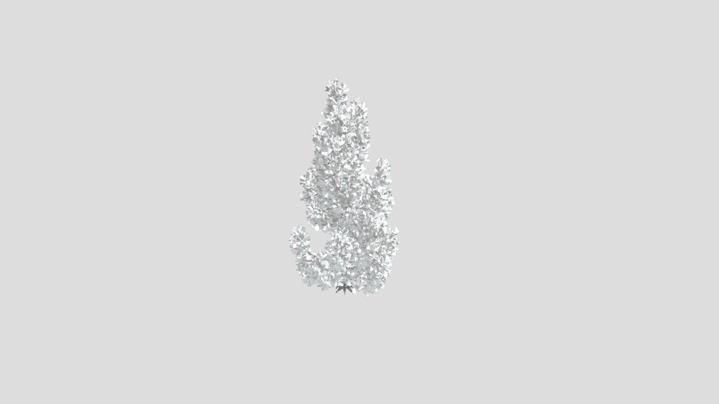 Pine Tree Pinus Flexilis Animated