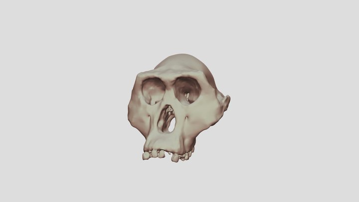 Australopithecus Afarensis AL-444-2 CT