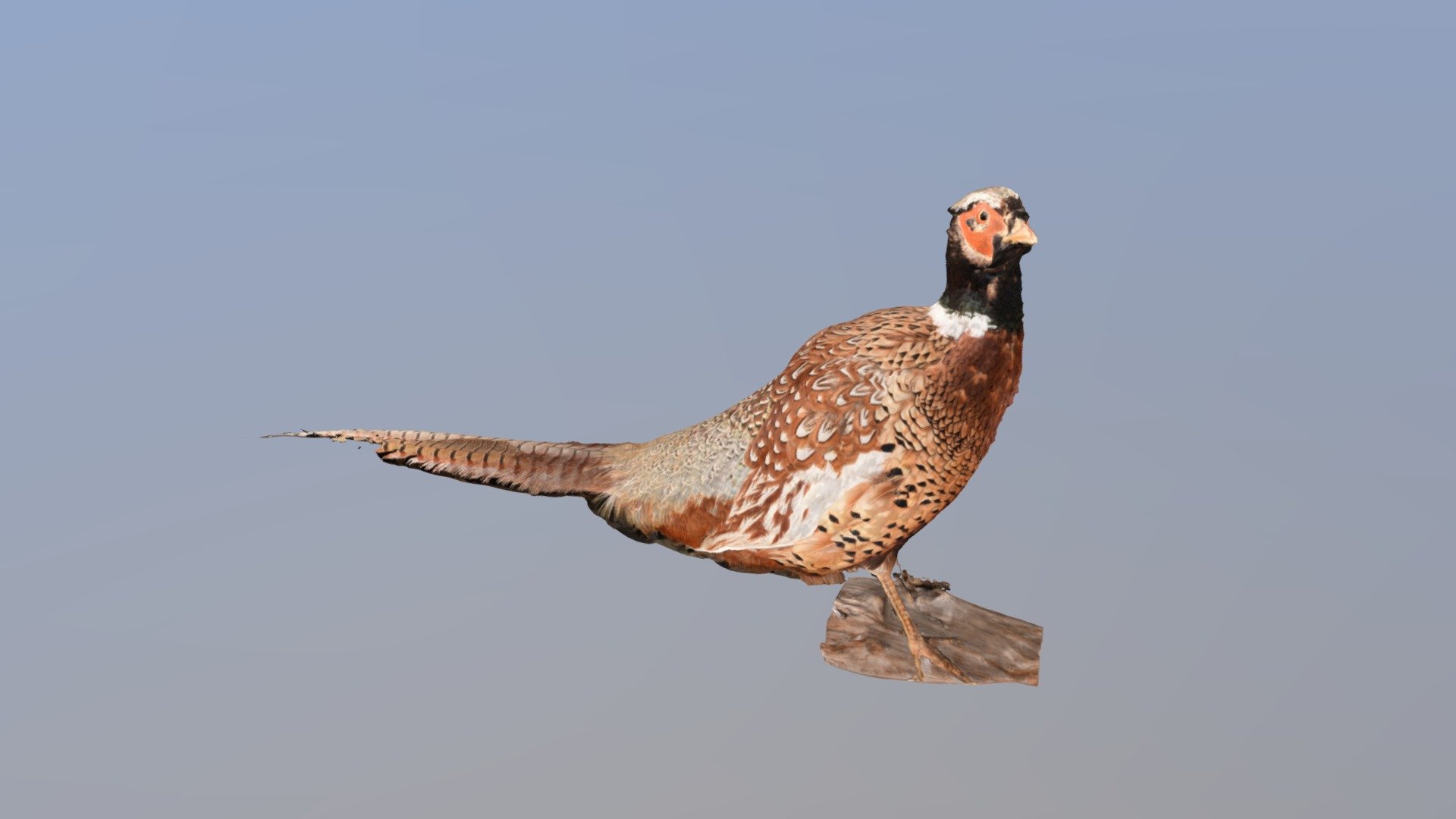 190402 Pheasant